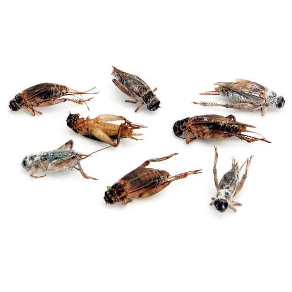 Crickets Snack Packs - 3 Flavor: 24-Piece Box 1 Crickets Snack Packs - 3 Flavor: 24-Piece Box